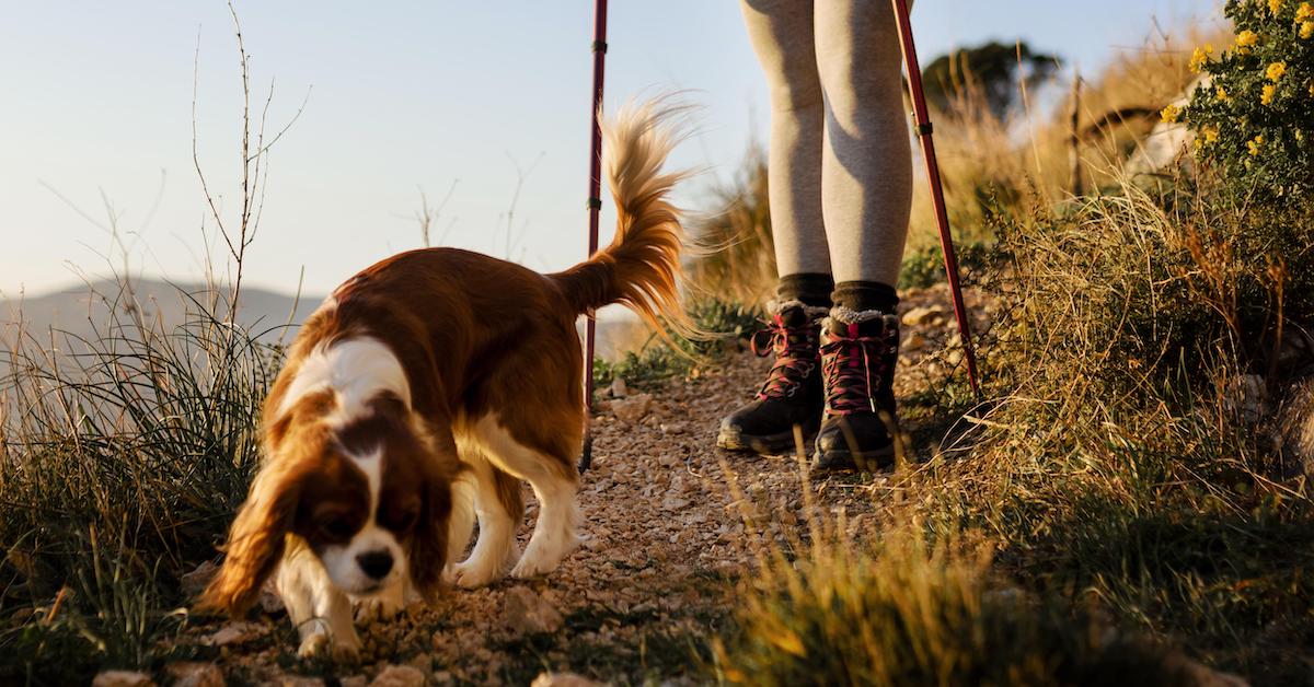 Safety Tips for Hiking with Your Dog in Hot Weather